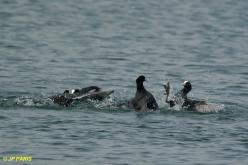 Eurasian Coot